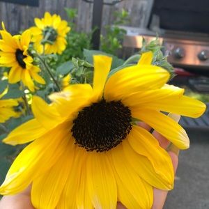 Meet your Posher, Nancy